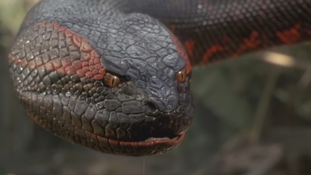 'Anaconda' (1997) / Columbia Pictures