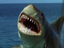 Jaws The Revenge