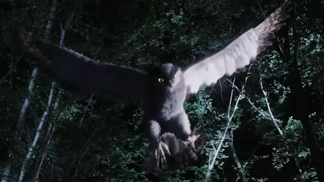 Dracula 3D (2012) - Owl