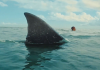 The Bay Movie Still