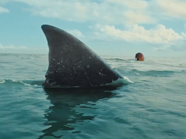 The Bay Movie Still